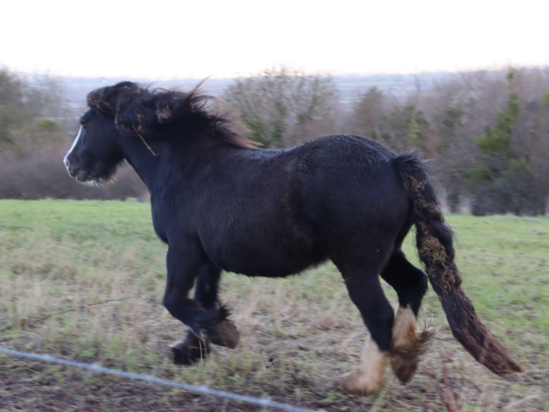 File:Horse png.png
