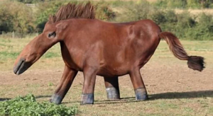 Archetypical Honse.png