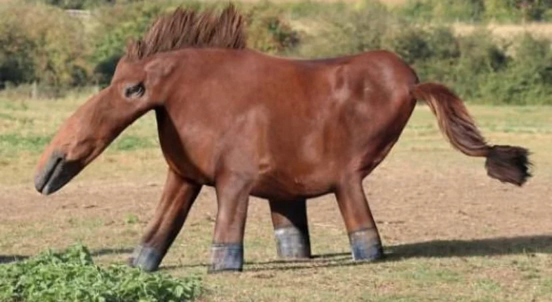 File:Archetypical Honse.png