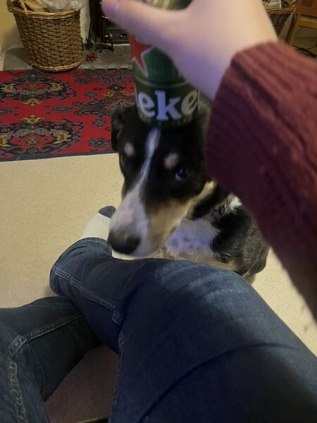 File:9C0A306D-583D-4002-8DD5-65427021531E 1 105 c.jpg