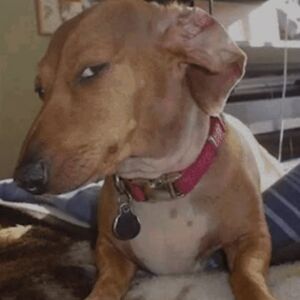 Funny looking dog.jpg