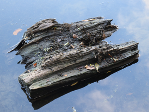 A piece of wood floating in water